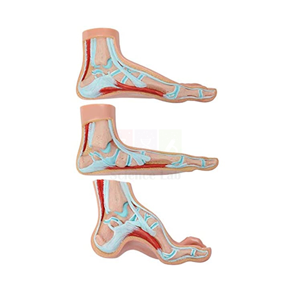 Human Foot Model Set